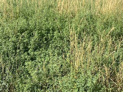 Pasture available NOW ! short term rental 3⁄4 acre fenced- Has Water!