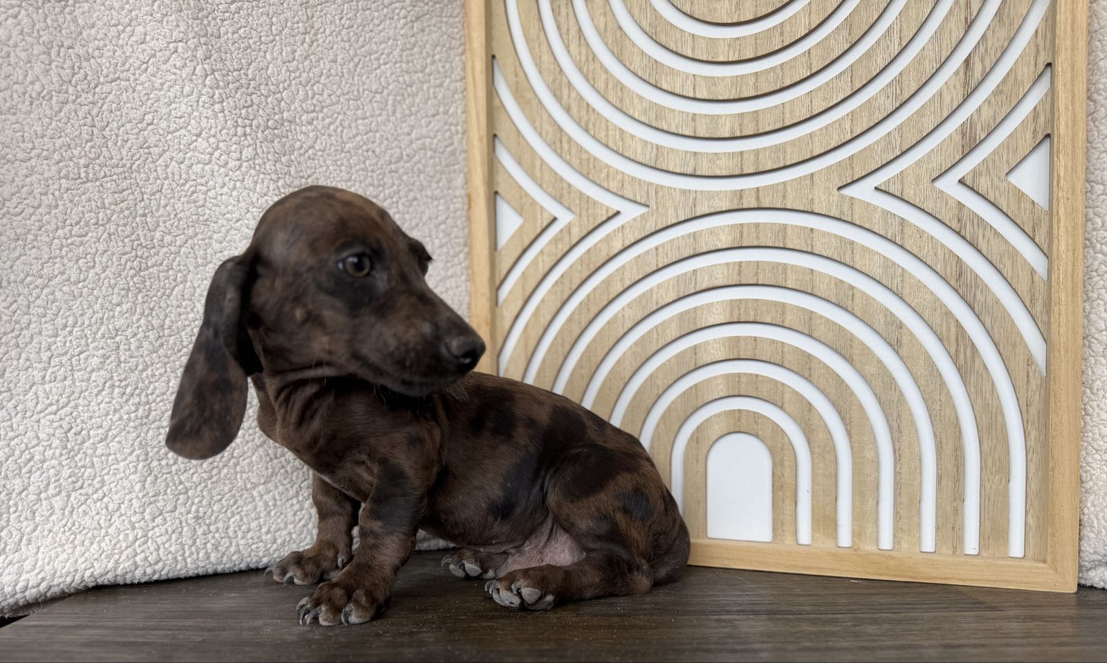 Mini dachshund puppies