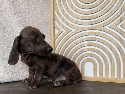 Mini dachshund puppies