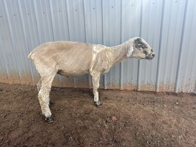 Ram Lamb For Butcher