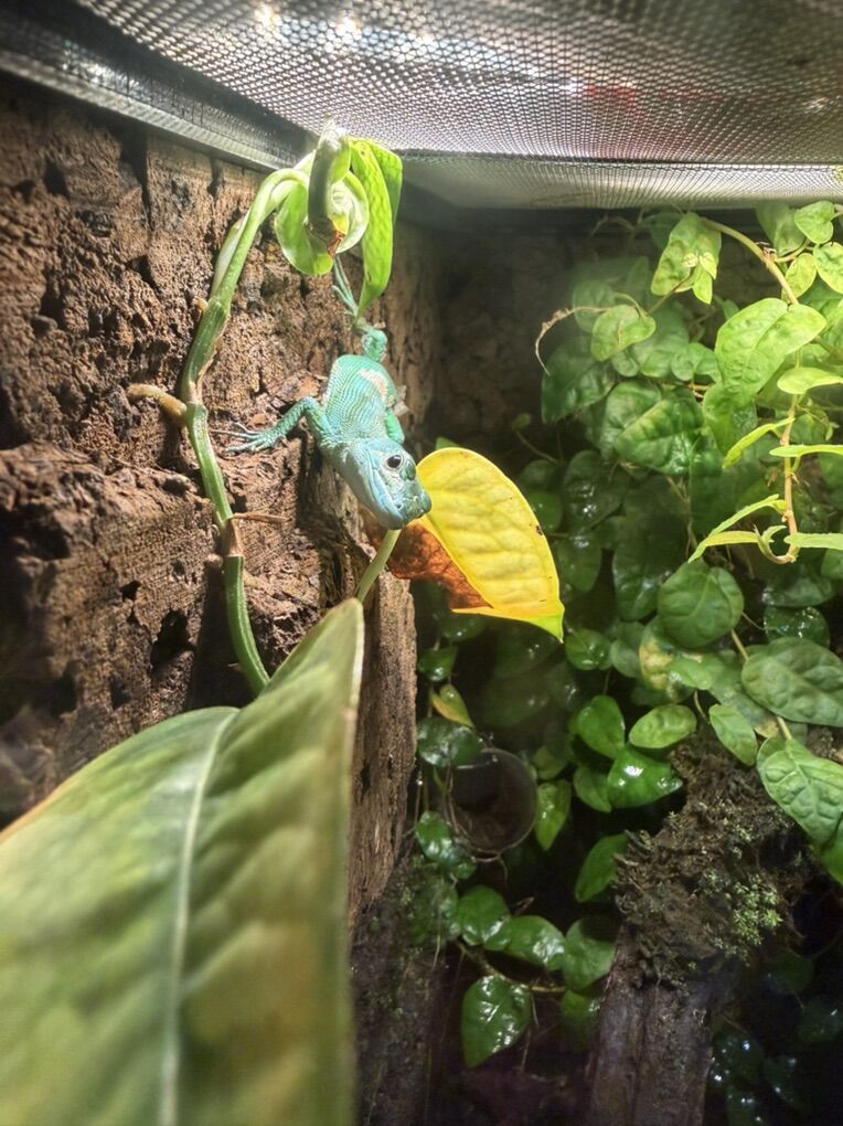 Keeled belly lizard male