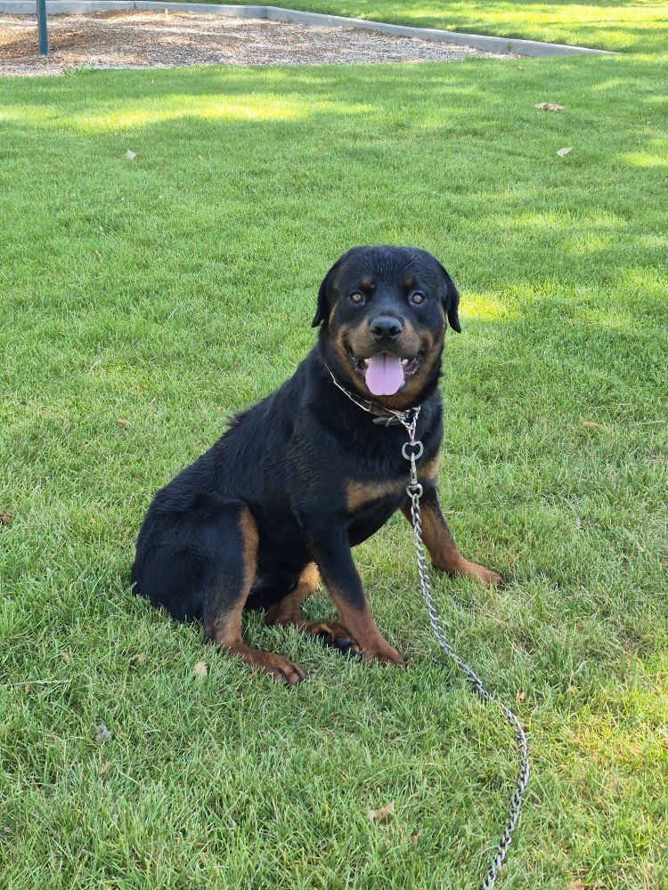 Purebred Rottweiler Dog - Friendly Companion