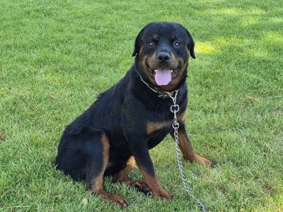 Purebred Rottweiler Dog - Friendly Companion