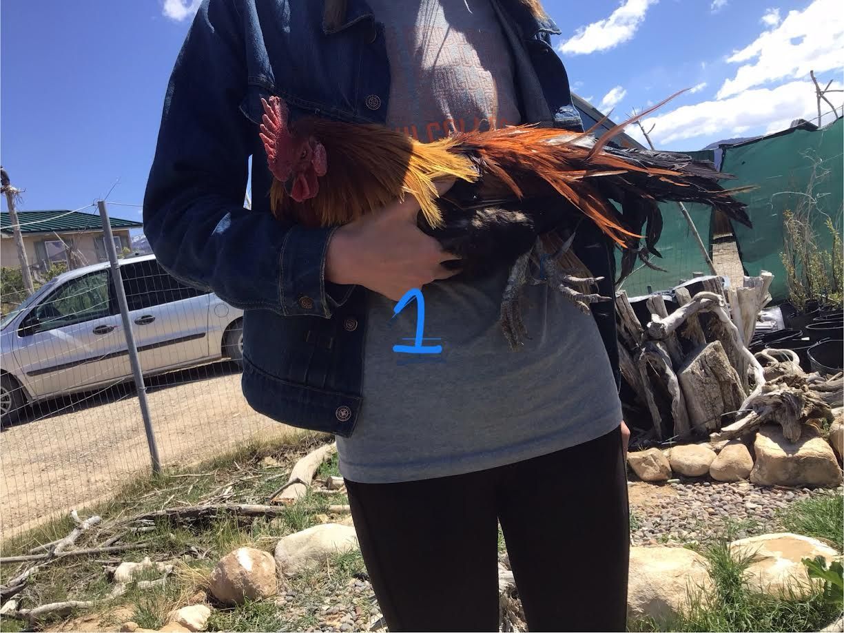 The Rooster Market