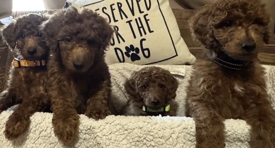 AKC Moyen (Medium) Poodle Puppies