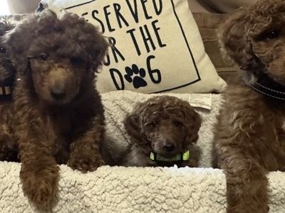 AKC Moyen (Medium) Poodle Puppies