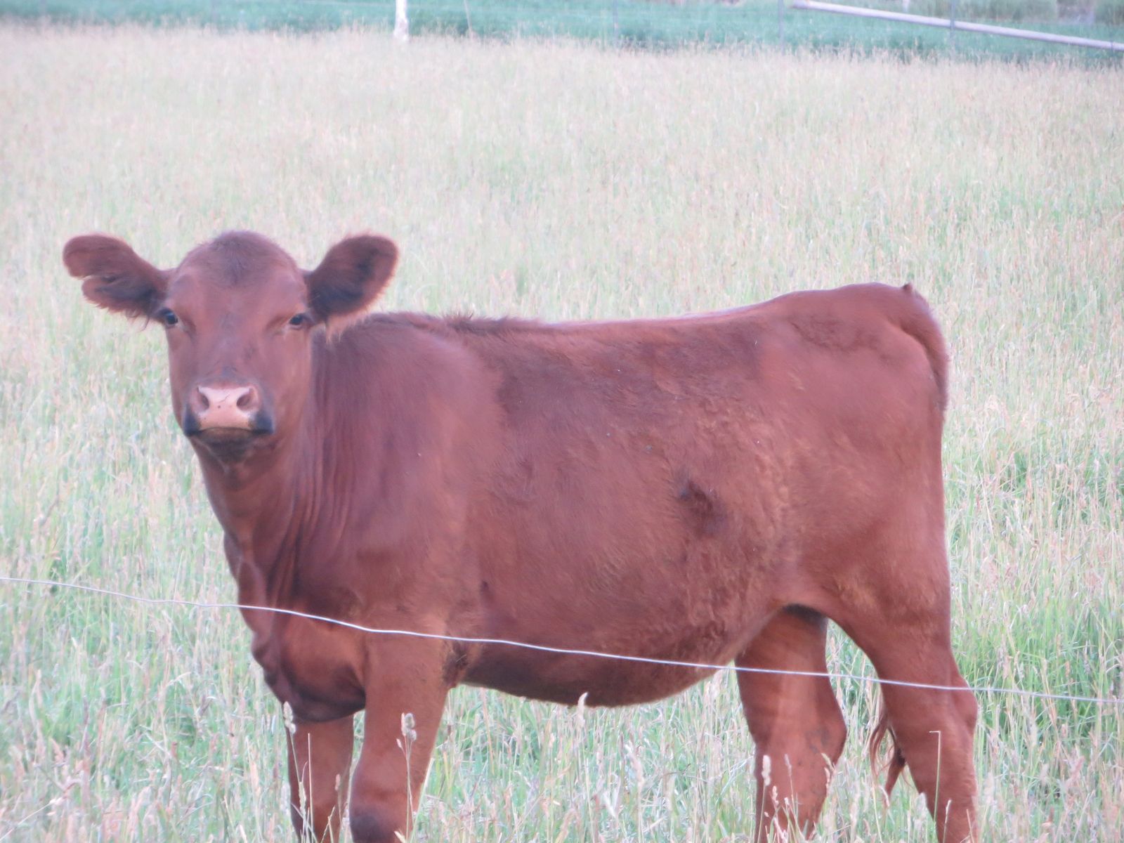 Red Heifer