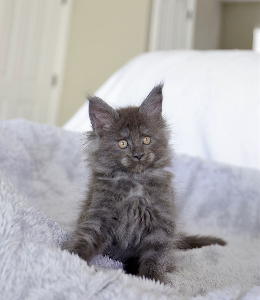 Tica Registered Maine coon kittens