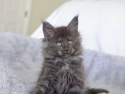 Tica Registered Maine coon kittens