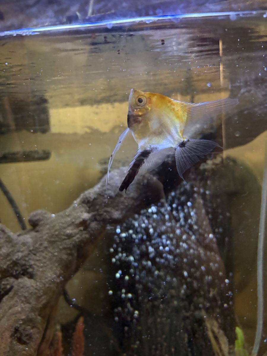 Two Healthy Koi Angelfish - 5" Large, Veil Smaller