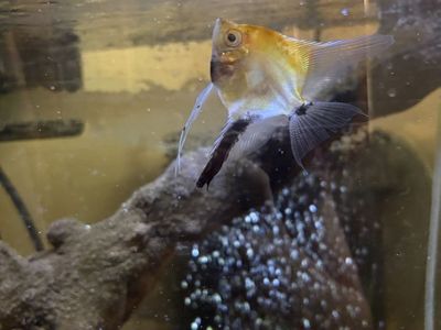 Two Healthy Koi Angelfish - 5" Large, Veil Smaller