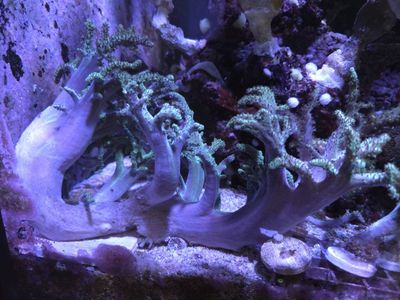 Huge Green Finger Leather