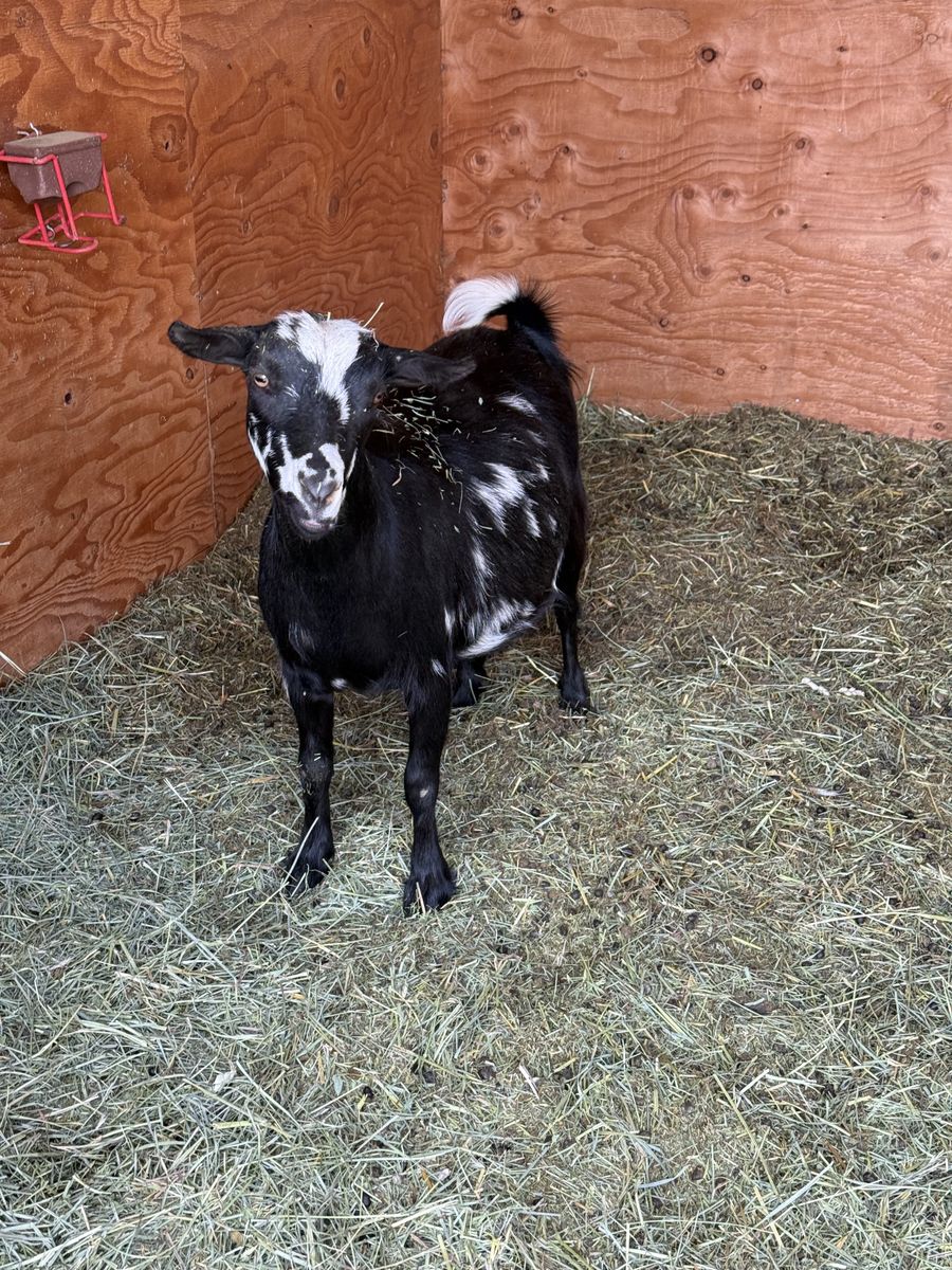 Nigerian Dwarf Goat First Freshener