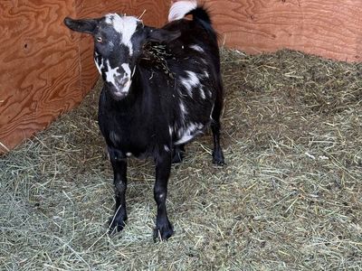 Nigerian Dwarf Goat First Freshener
