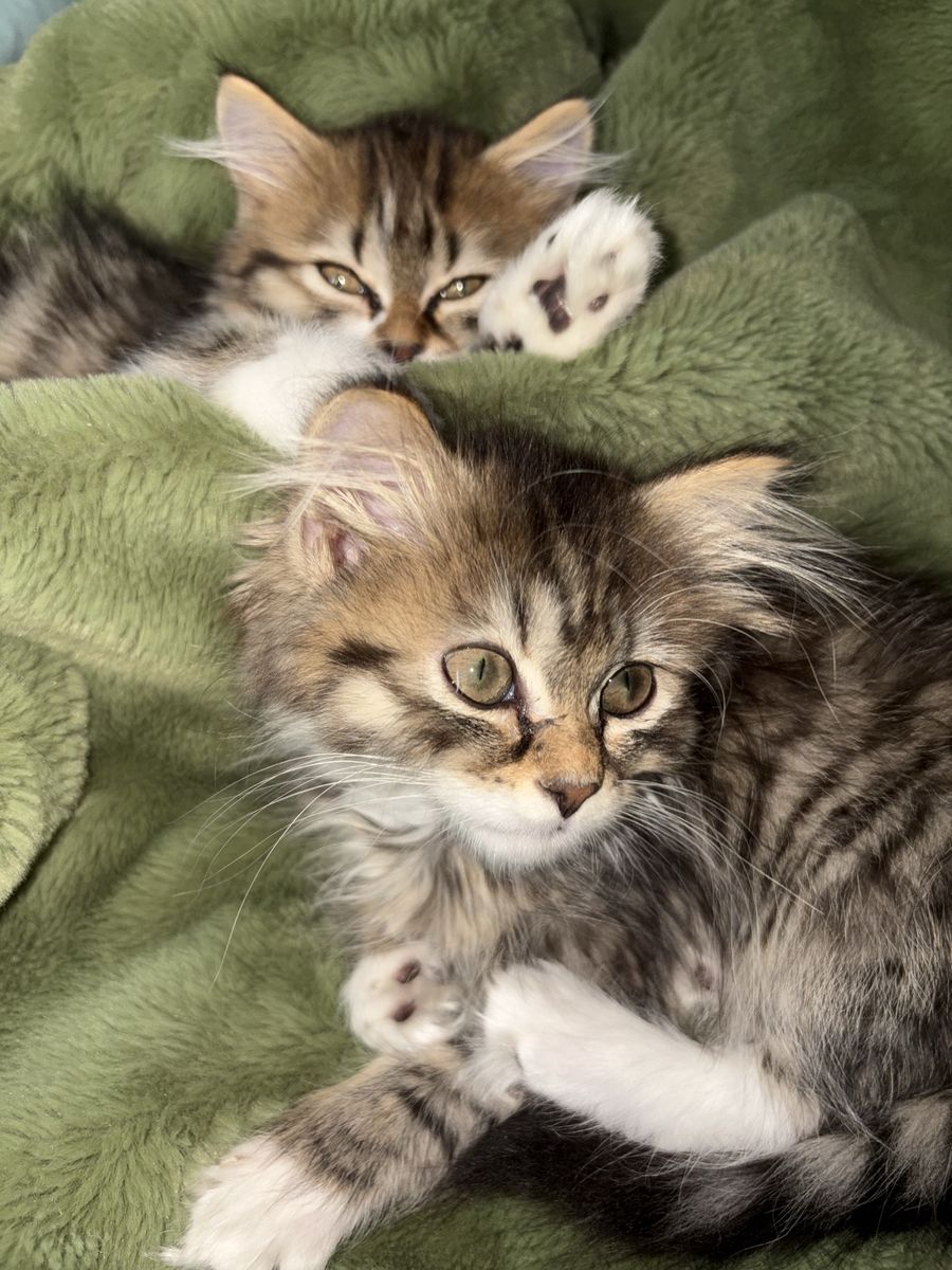 Mixed Persian Kittens for sale