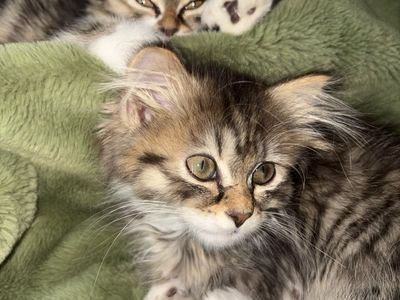 Mixed Persian Kittens for sale