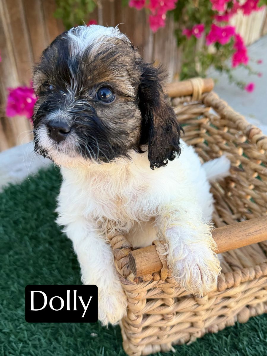 Cavapoo Female Puppy