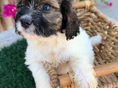 Cavapoo Female Puppy