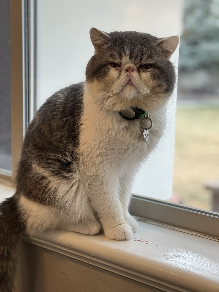 Exotic shorthair for stud