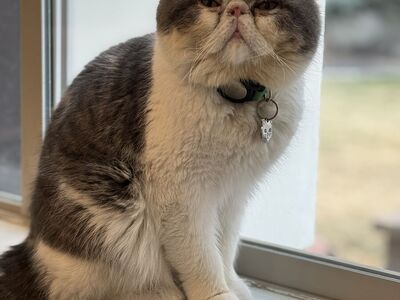 Exotic shorthair for stud