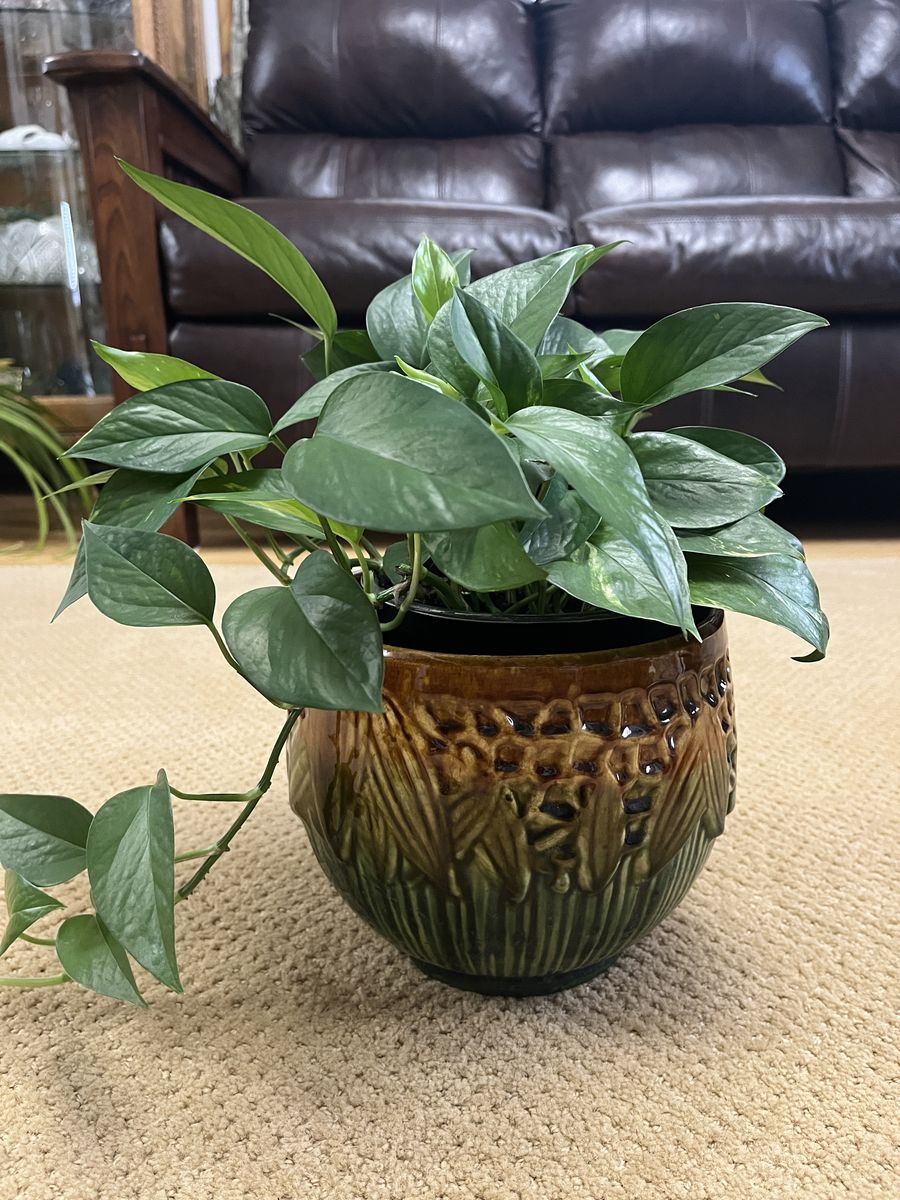 Early 1900's Gorgeous McCoy Glazed Jardiniere - Bee & Honeycomb Pattern