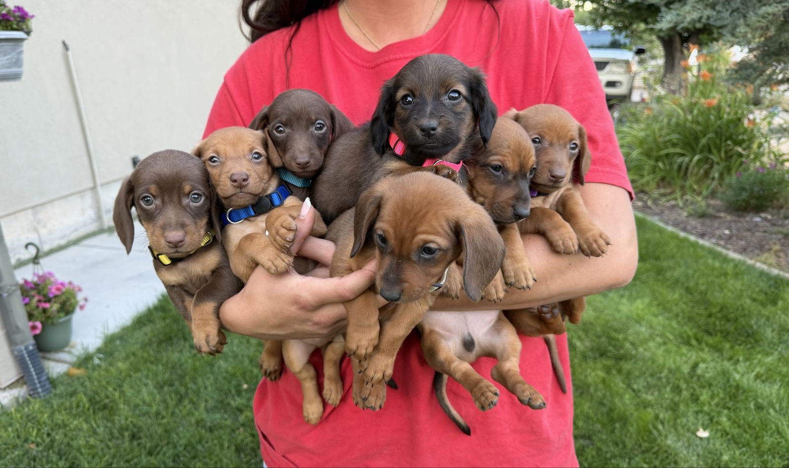 Dachshund puppies