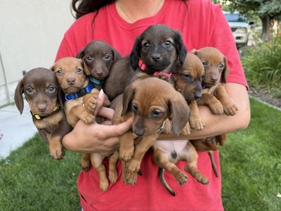 Dachshund puppies