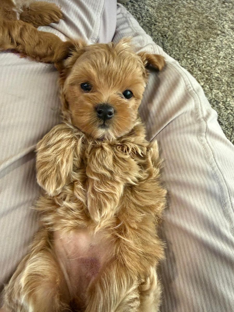 Tiny, Rare & Absolutely Adorable Maltipoo *Only 1 Girl Still Available 