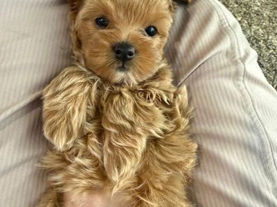 Tiny, Rare & Absolutely Adorable Maltipoo *Only 1 Girl Still Available