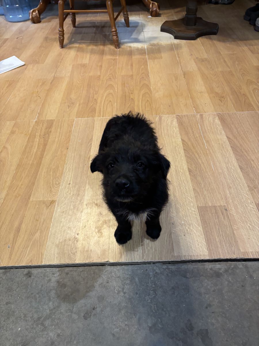 Two Adorable Male Puppies Free to Loving Homes!