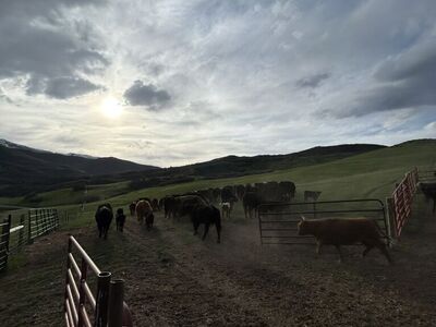 Iso Cattle Grazing Lease