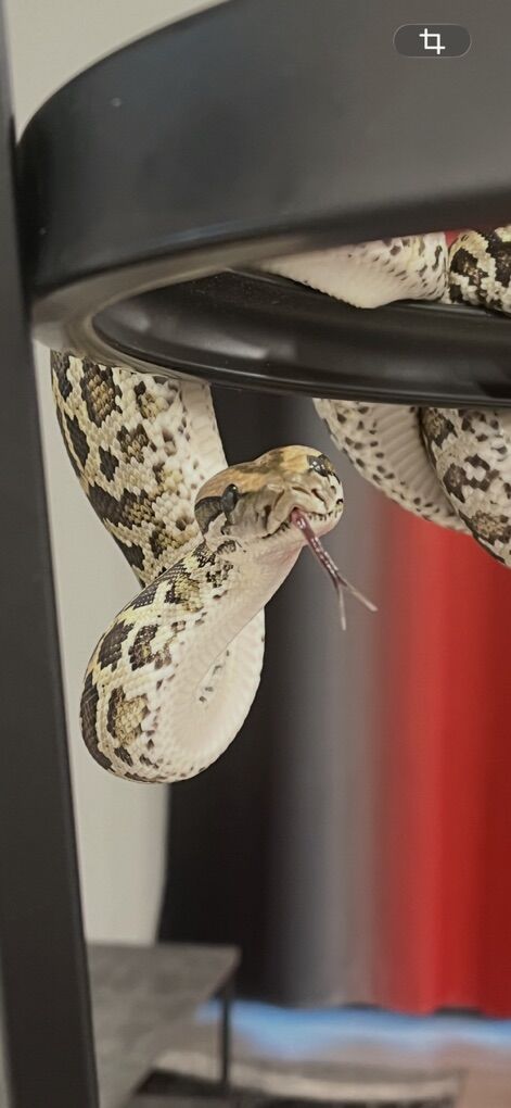 Male Normal Het Gulf Coast Burmese Python