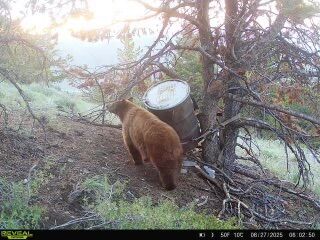 Spring Bear Hunt/ Idaho