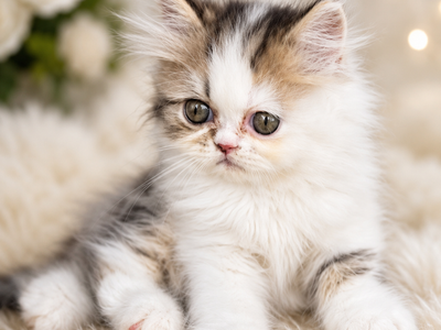 Purebred Registered Persian Kittens
