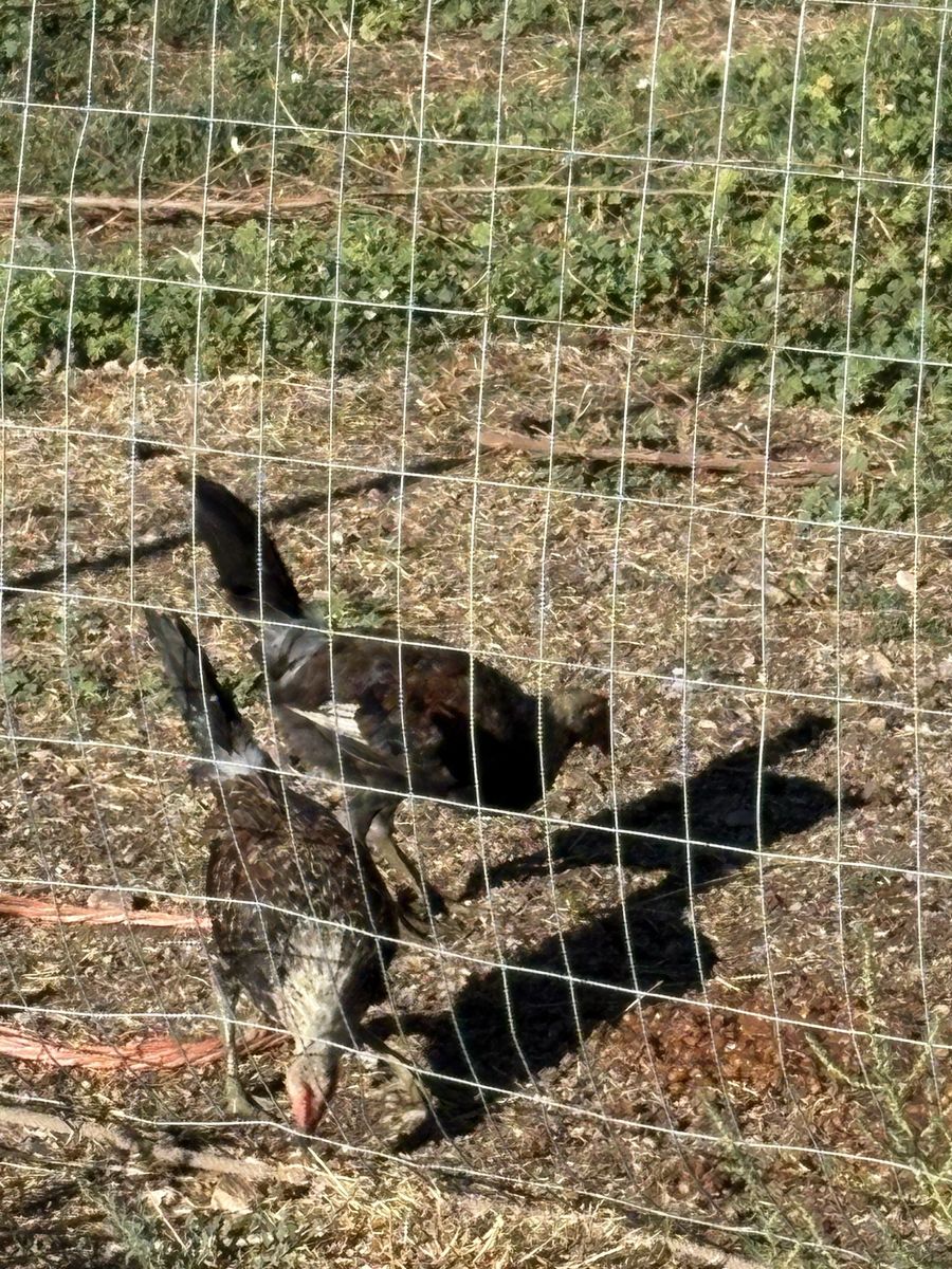 Young gamefowl stags
