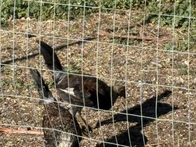 Young gamefowl stags