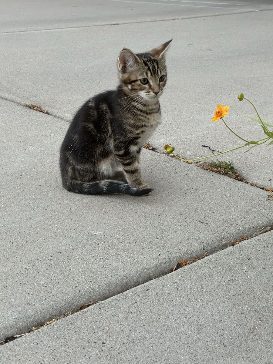 Adorable Tabby Kitten