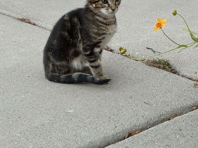 Adorable Tabby Kitten