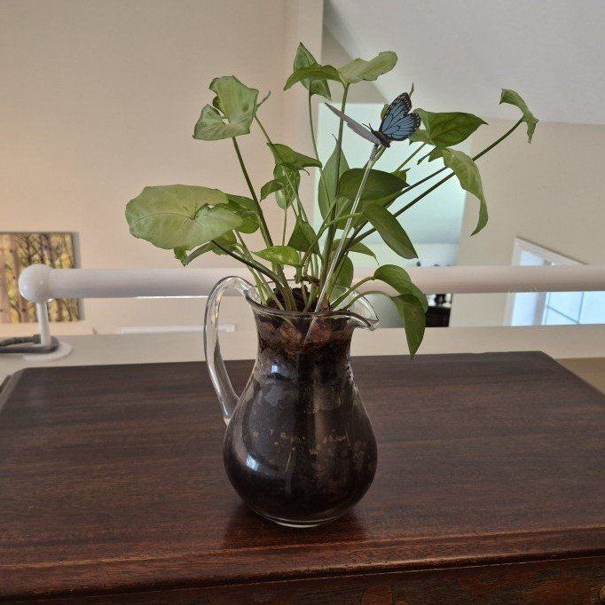 Glass Pitcher/Vase with Live Houseplant