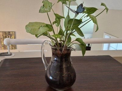Glass Pitcher/Vase with Live Houseplant