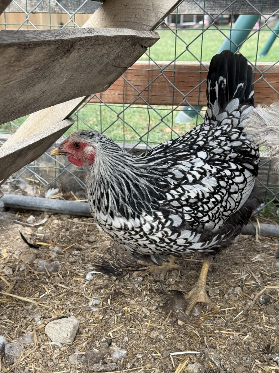 Trio of Pullets