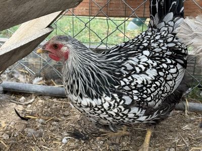 Trio of Pullets
