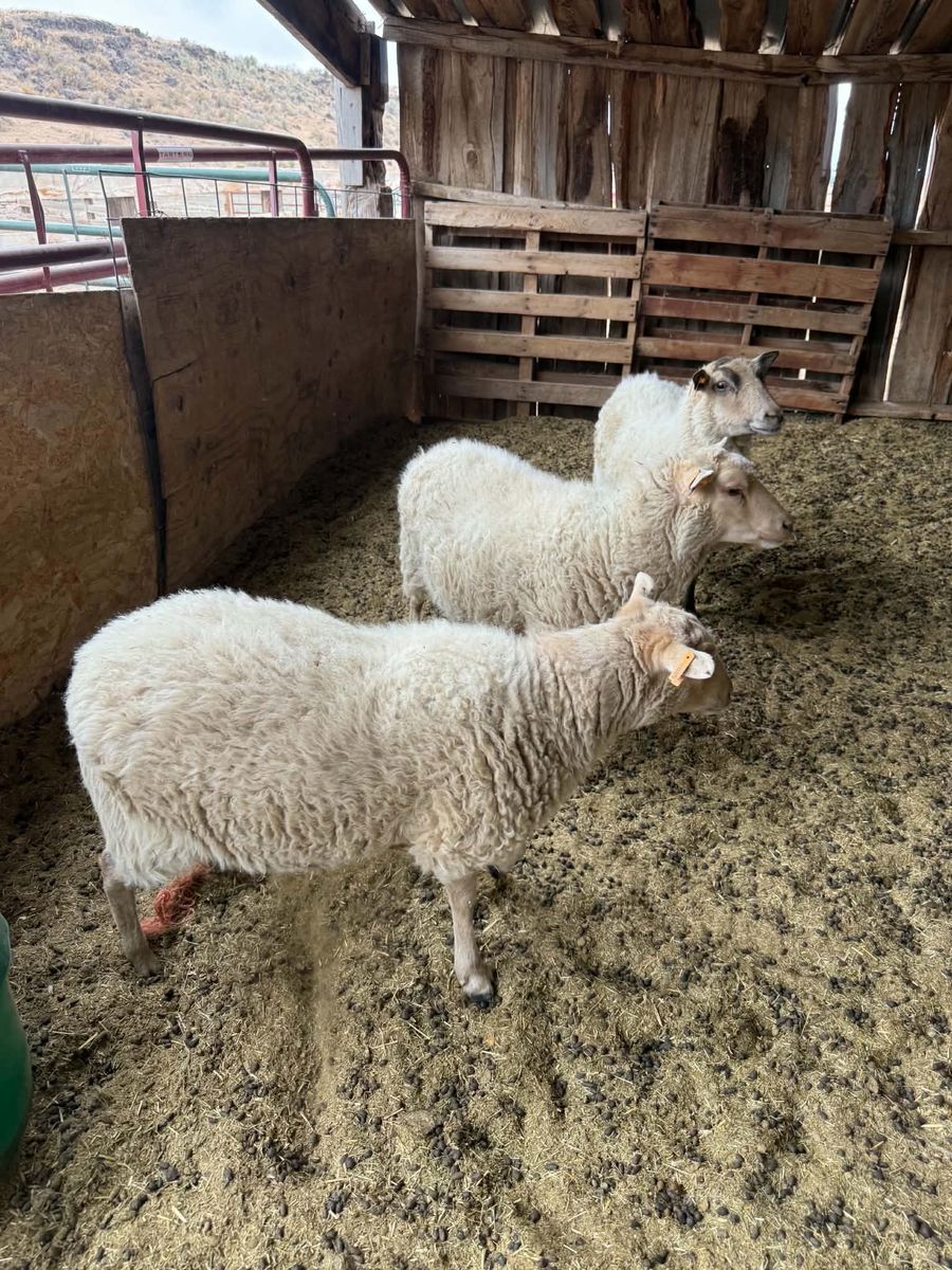 Shetland Sheep