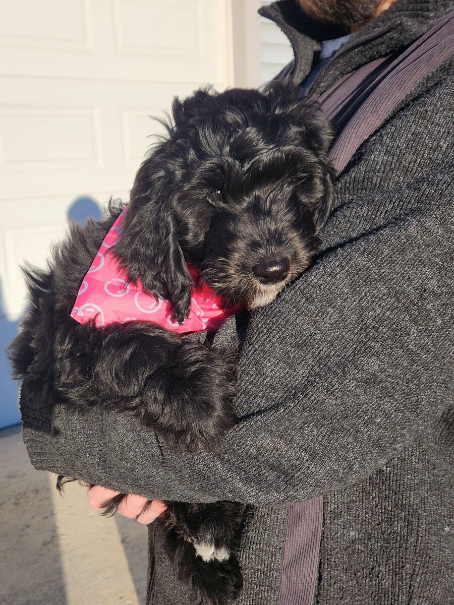 Meet Barbie! Vetted, Microchipped, Sheepadoodle ready for her forever home!