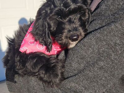 Meet Barbie! Vetted, Microchipped, Sheepadoodle ready for her forever home!