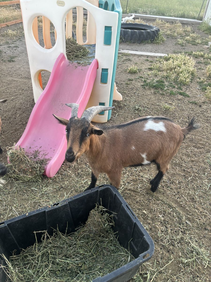Nigerian Wether Goat