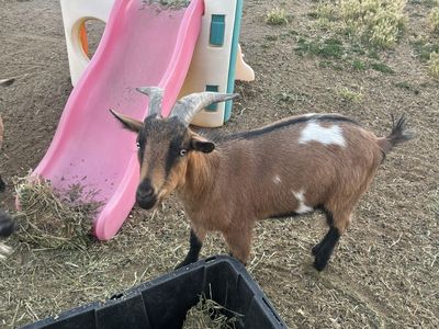 Nigerian Wether Goat