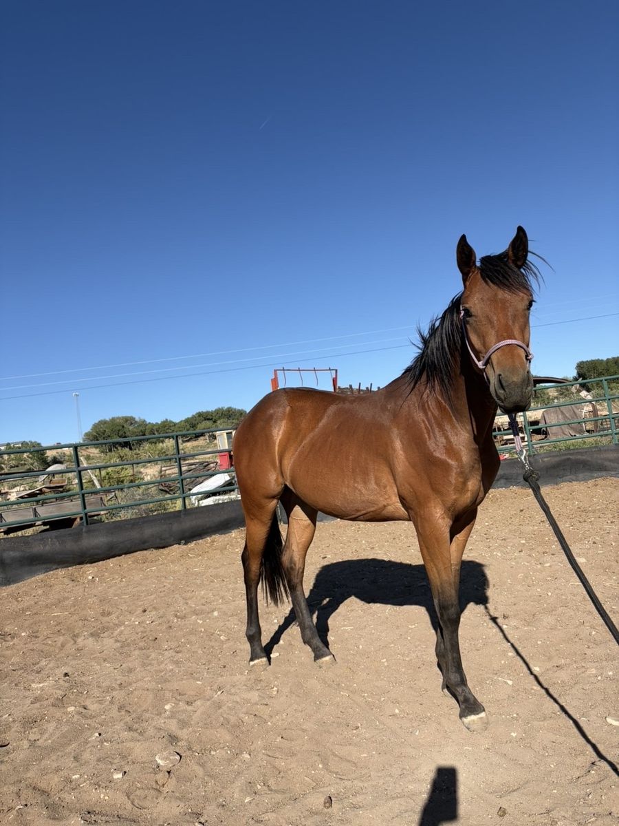 Two year old filly