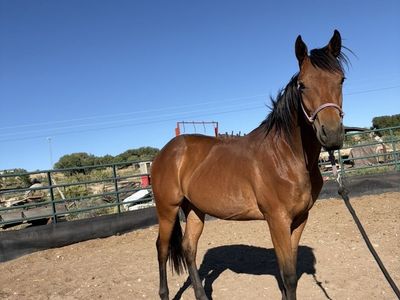 Two year old filly