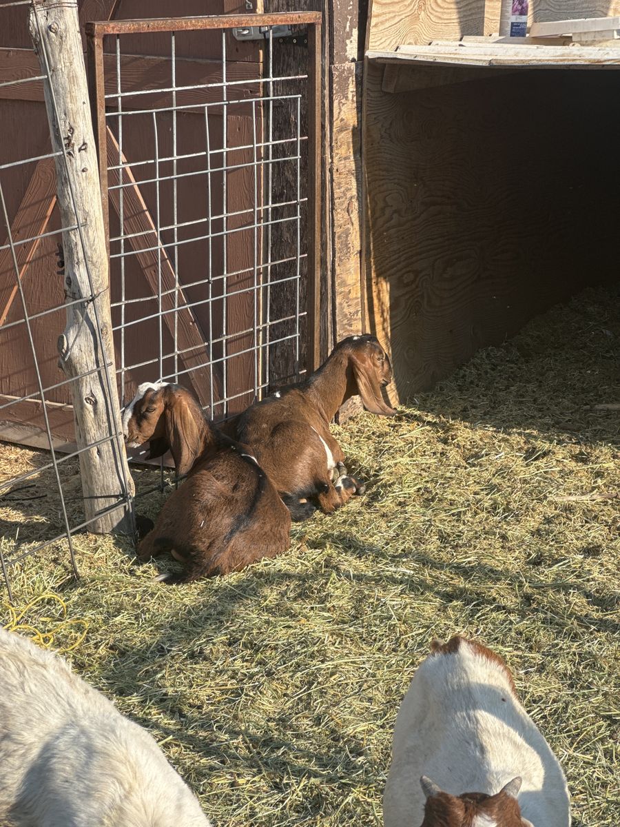 Full Nubian Bucklings
